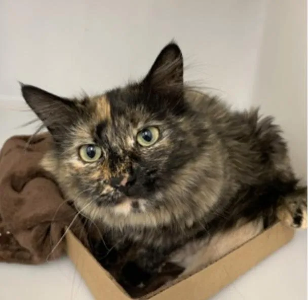 An adult medium-sized female Brown / Chocolate Domestic Long Hair cat named Libby for adoption in Buena Vista, CO