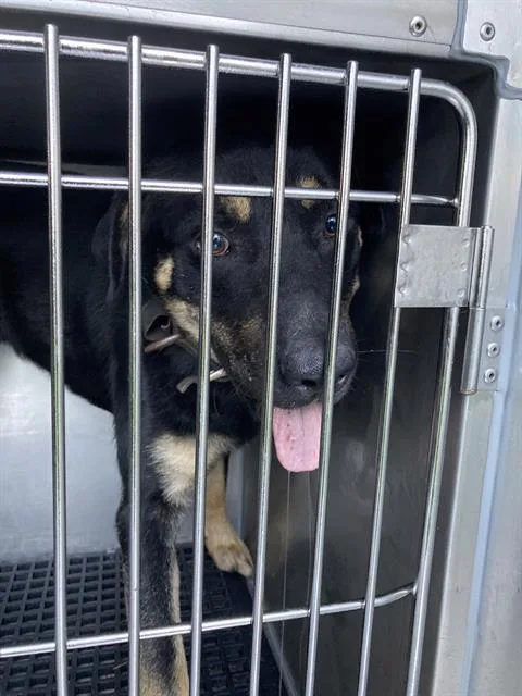 A young large-sized male Mixed Breed dog named Rocky for adoption in Dallas, TX