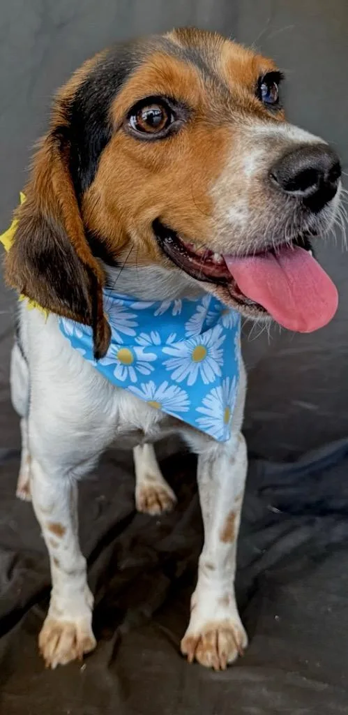 An adult medium-sized female Beagle dog named Frannie for adoption in Princeton, MA