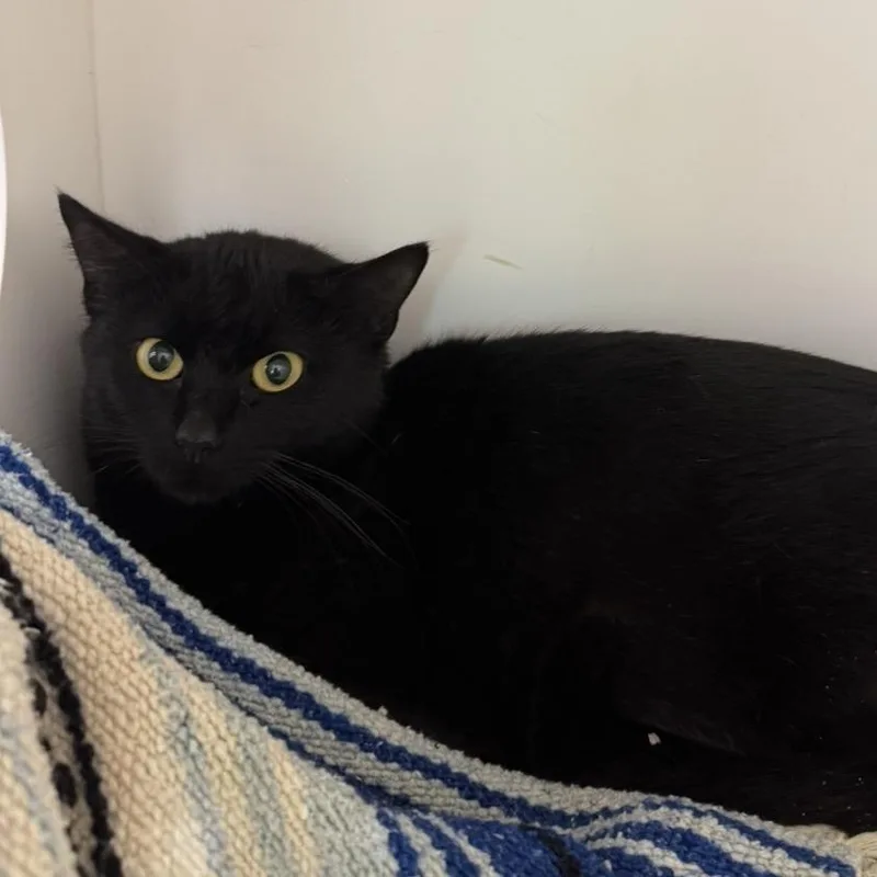 An adult medium-sized female Black Domestic Short Hair cat named Ireland for adoption in Mebane, NC