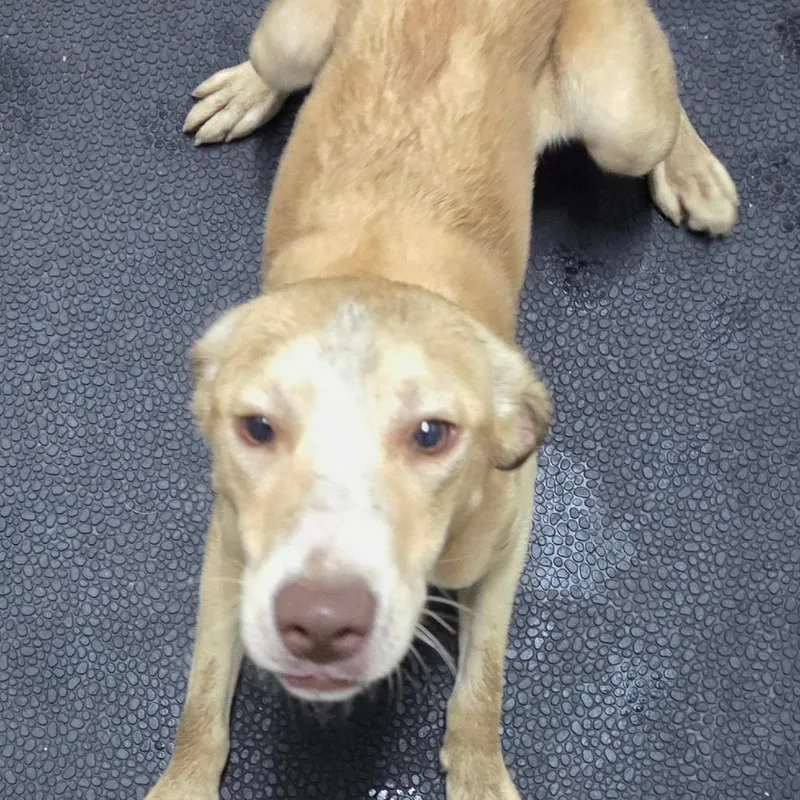 A young small-sized female Yellow Labrador Retriever dog named Pink for adoption in Madisonville, KY