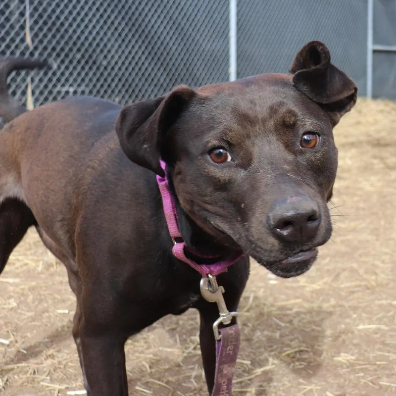 An adult large-sized female Black Labrador Retriever dog named Sally for adoption in Springfield, IL