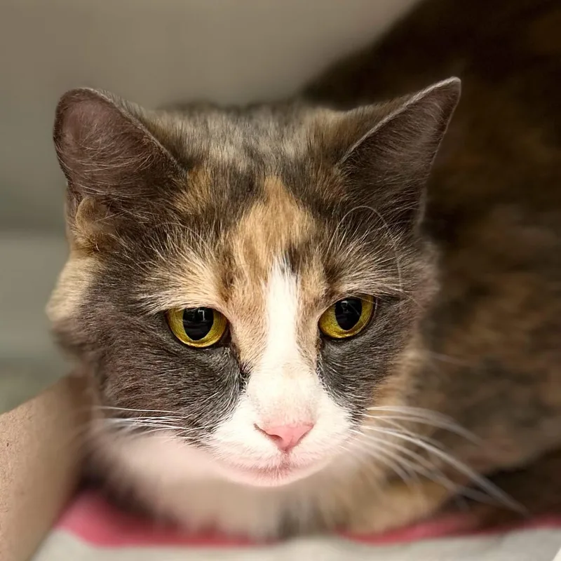 An adult medium-sized female Domestic Short Hair cat named Peppermint Patty for adoption in St. Augustine, FL