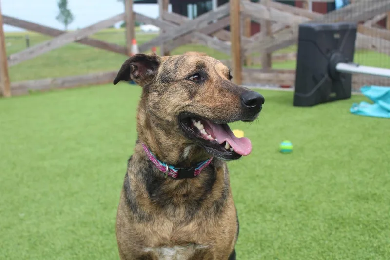 An adult large-sized female Brindle German Shepherd Dog dog named Riley for adoption in Chestertown, MD
