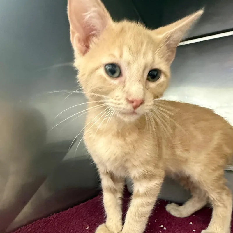 A baby small-sized male Buff / Tan / Fawn Domestic Short Hair cat named Spongebob for adoption in Lake Panasoffkee, FL
