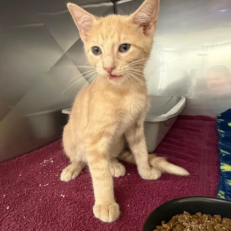 Spongebob thumbnail 2