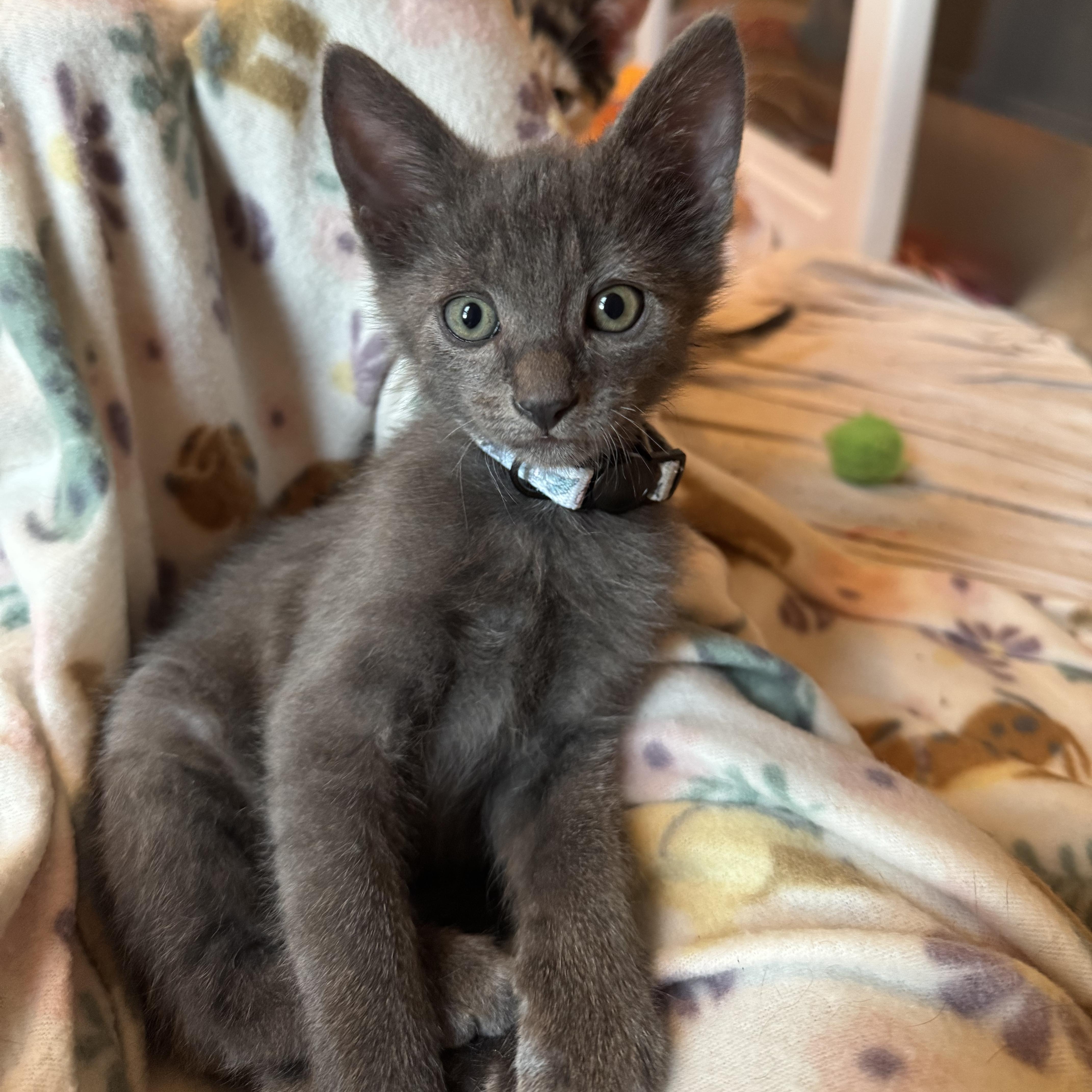 A baby medium-sized male Gray / Blue / Silver Domestic Short Hair cat named Easton for adoption in Murfreesboro, TN