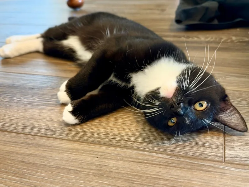 Ollie thumbnail 6