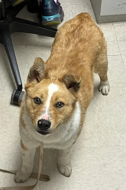A young small-sized female Cardigan Welsh Corgi dog named Winnie for adoption in Olivette, MO