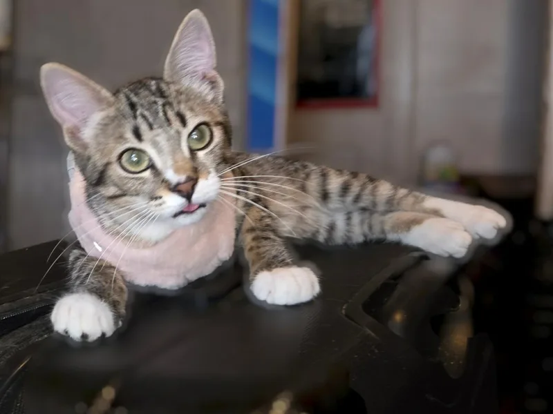 A baby medium-sized female Tabby cat named Gaia for adoption in Okemah, OK