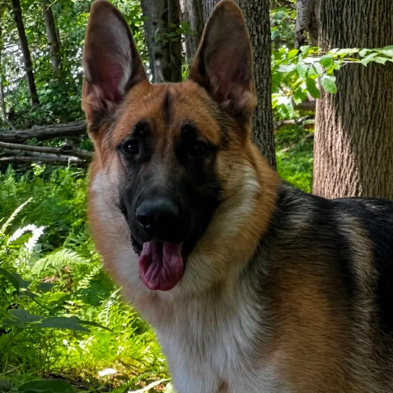 A young medium-sized male Black German Shepherd Dog dog named Max for adoption in New Ringgold, PA