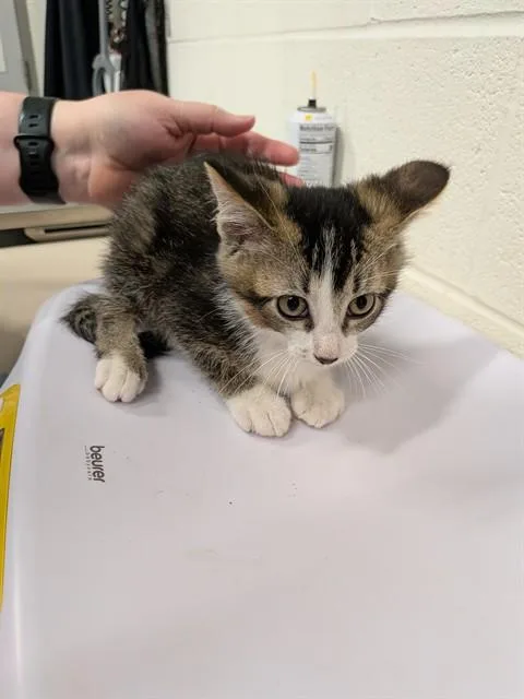 A baby small-sized male Domestic Short Hair cat named Teddy for adoption in Saint Peters, MO