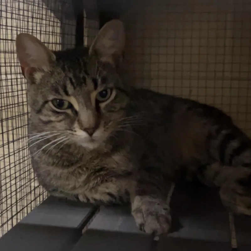 An adult medium-sized male Gray / Blue / Silver American Shorthair cat named Clarence for adoption in Monroeville, AL
