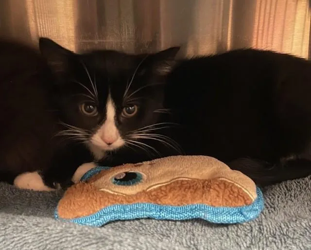A baby medium-sized female Black Domestic Short Hair cat named Pinwheel for adoption in Prudenville, MI