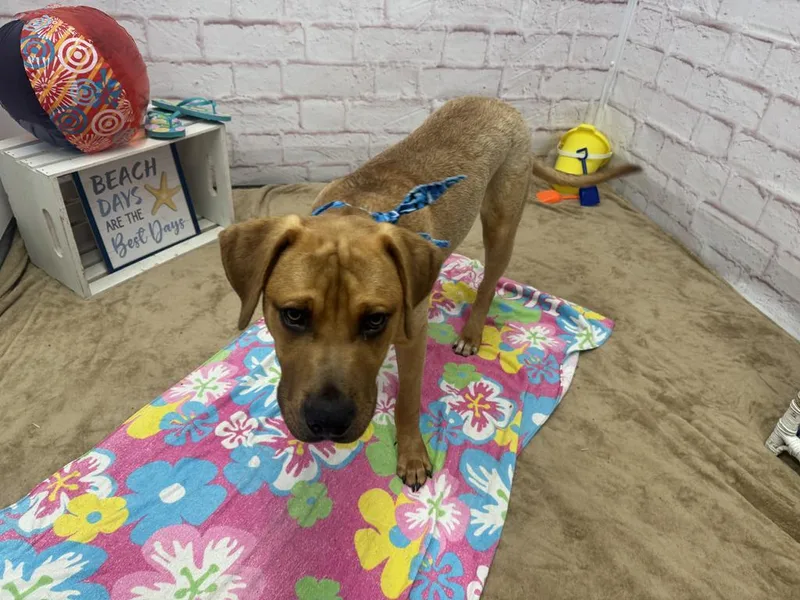 A young medium-sized male Mixed Breed dog named Copperstone for adoption in Detroit, MI