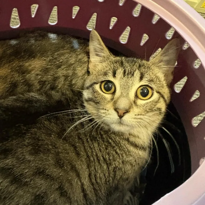 A baby small-sized male Brown / Chocolate Domestic Short Hair cat named Beaker for adoption in St. Paul, MN