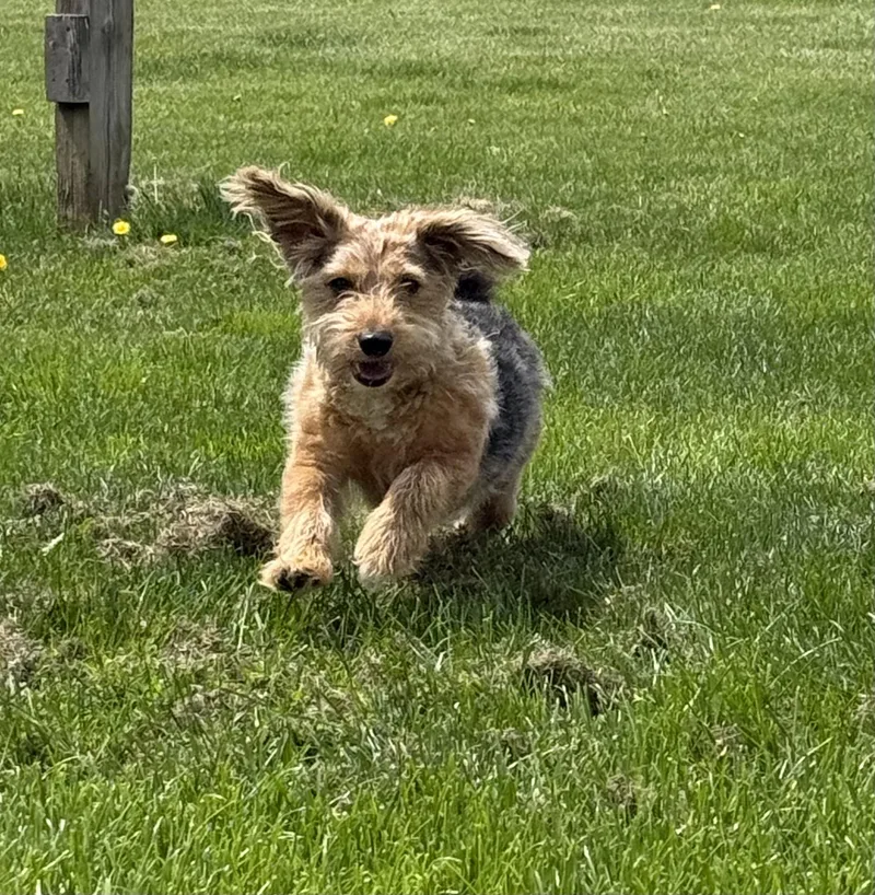 An adult small-sized male Corgi dog named Theo for adoption in Chalfont, PA