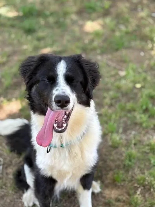 A young medium-sized male Tricolor (Brown, Black, & White) Border Collie dog named Aristotle for adoption in Dacula, GA