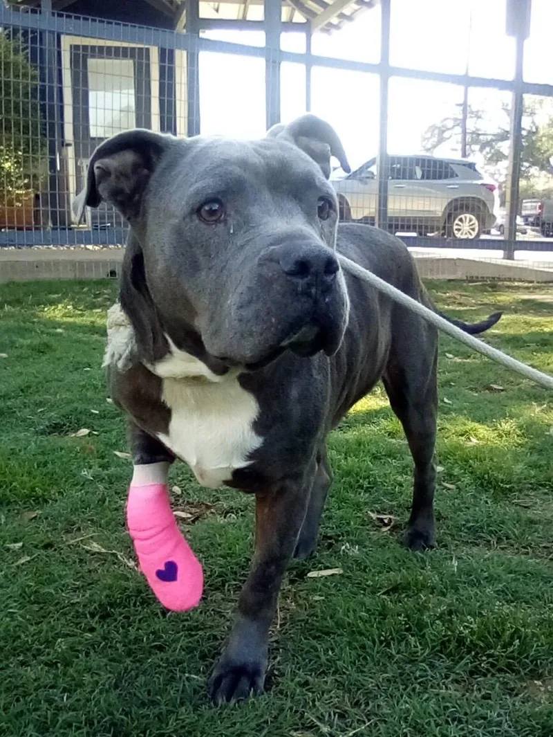 An adult large-sized female Gray / Blue / Silver Pit Bull Terrier dog named Willa for adoption in Humble, TX