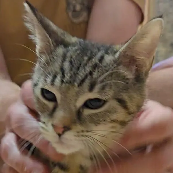 A baby medium-sized female Domestic Short Hair cat named Tara for adoption in Shippenville, PA