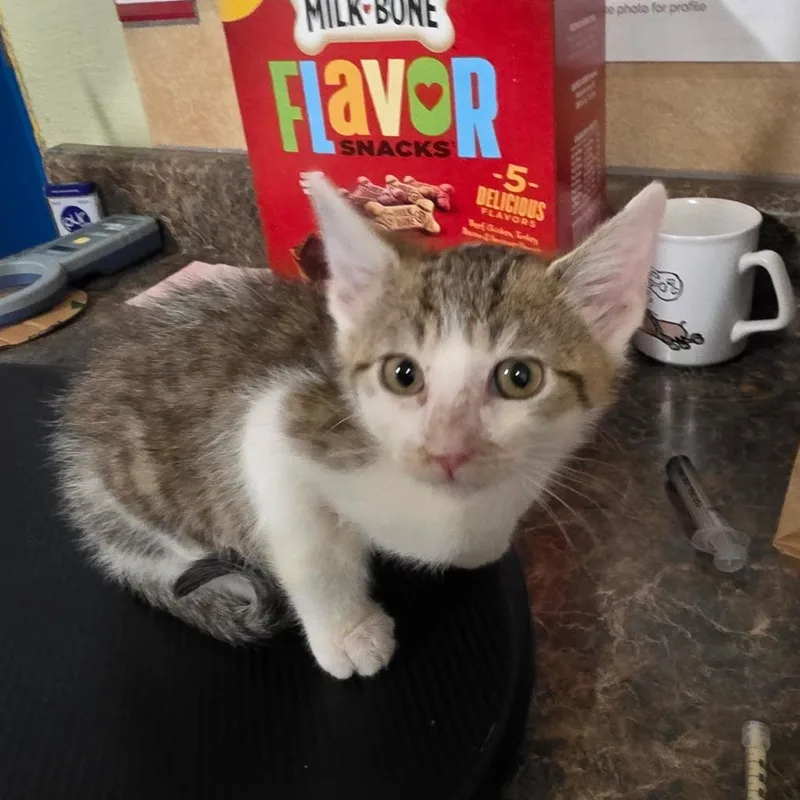 A baby small-sized male White Domestic Medium Hair cat named Dr. Kelson for adoption in Eureka Springs, AR