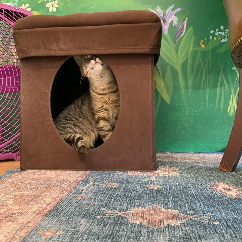 A baby small-sized female Tabby (Brown / Chocolate) Domestic Short Hair cat named Dory for adoption in Kelso, WA