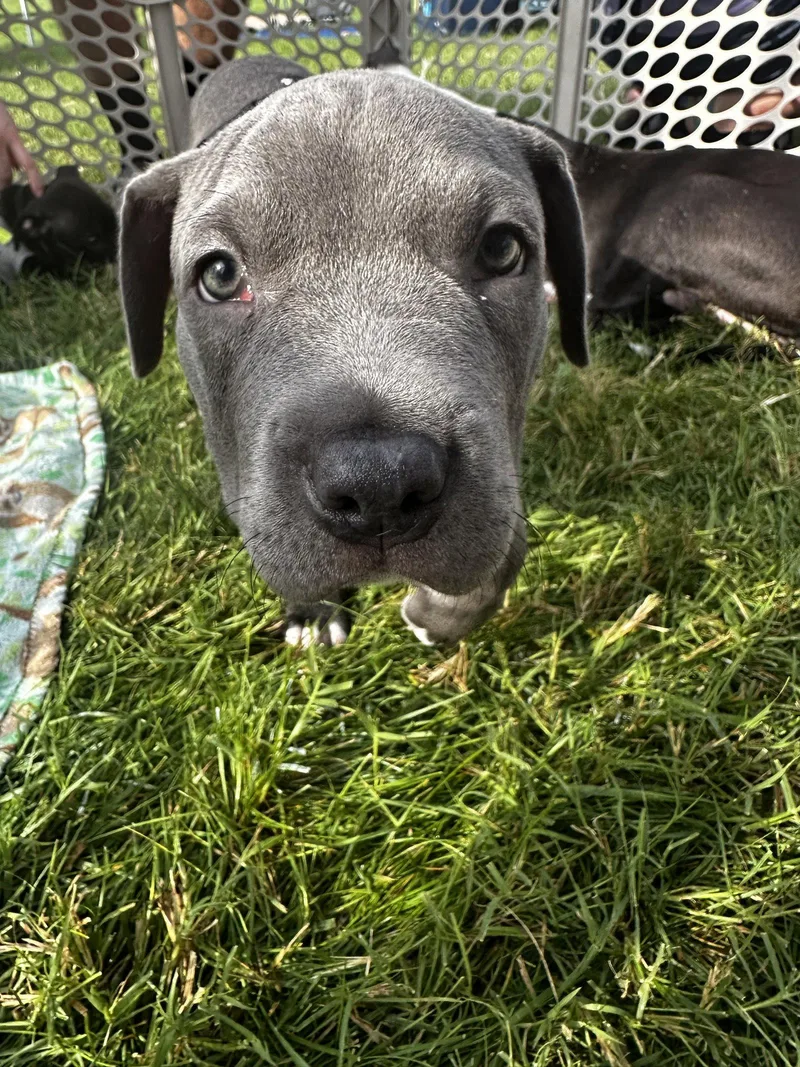 A baby medium-sized male Pit Bull Terrier dog named Breve for adoption in Germantown, OH