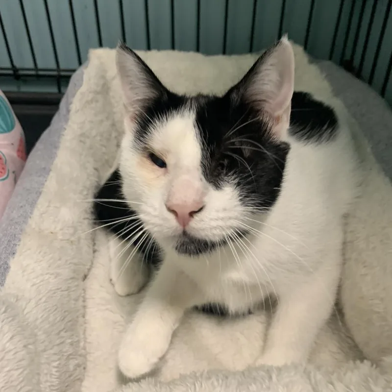 An adult small-sized female Domestic Short Hair cat named Jade for adoption in Oceanside, NY