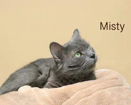 Misty