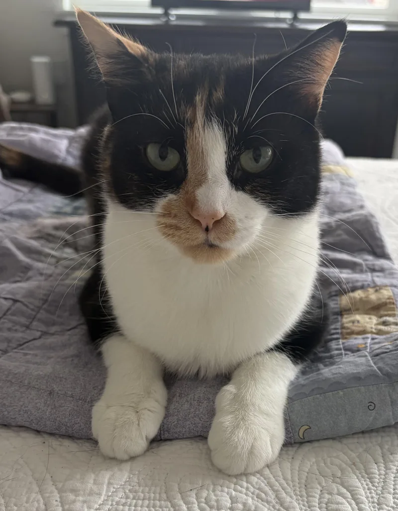 A young medium-sized female Calico cat named Callie for adoption in Belmont, NC