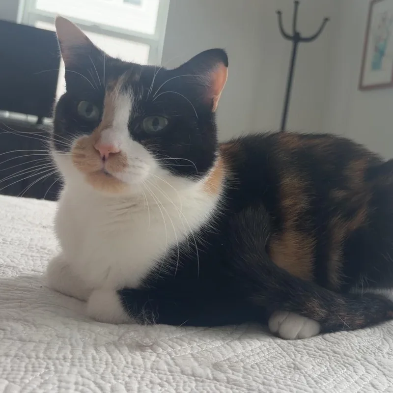 Callie thumbnail 2