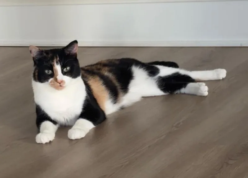 Callie thumbnail 3