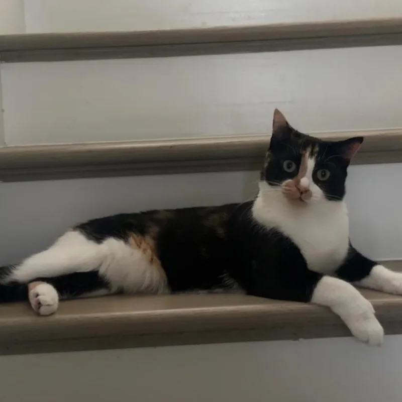 Callie thumbnail 4