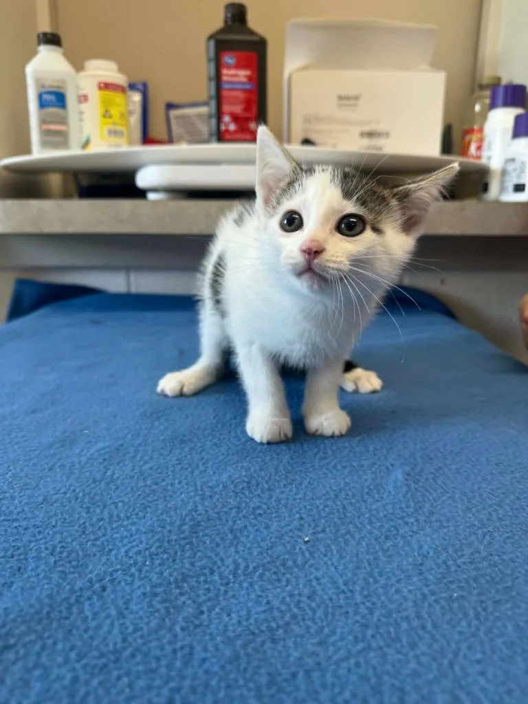A baby medium-sized female Domestic Short Hair cat named Marshmallow for adoption in Marion, OH