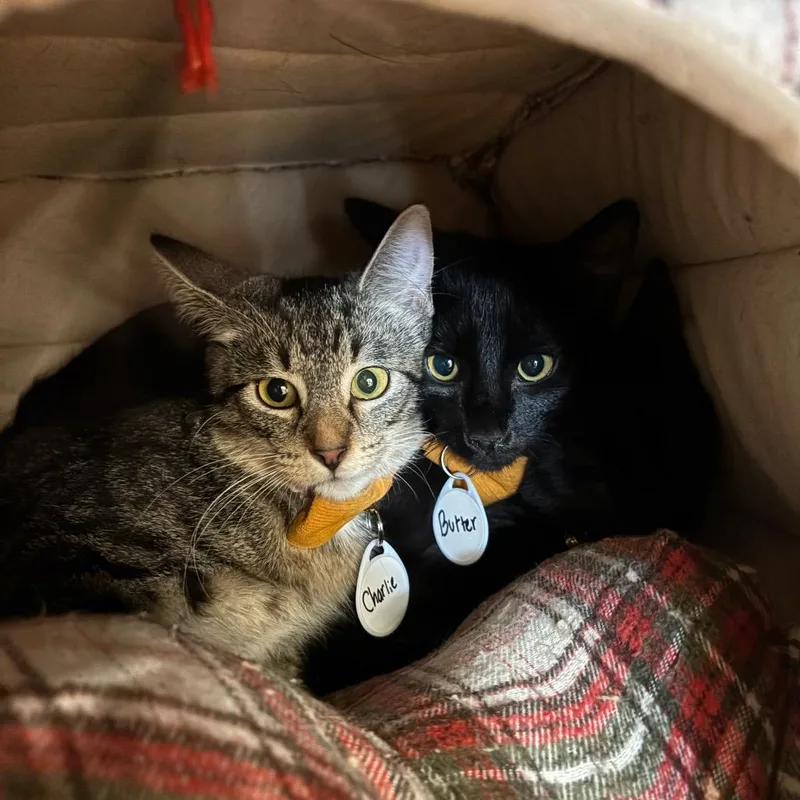 A young medium-sized female Tabby (Buff / Tan / Fawn) Domestic Short Hair cat named Charlie for adoption in Milwaukee, WI