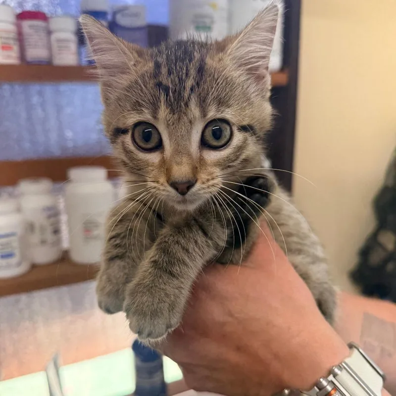A baby small-sized female Gray / Blue / Silver Domestic Short Hair cat named Carly for adoption in Corinth, MS