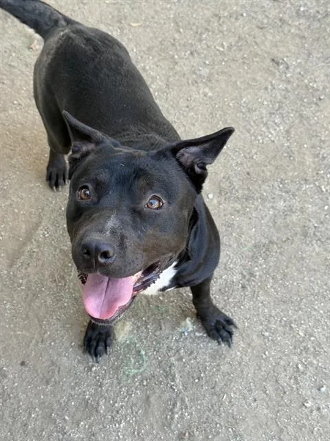 A young medium-sized female Pit Bull Terrier dog named Diamond for adoption in Riverside, CA