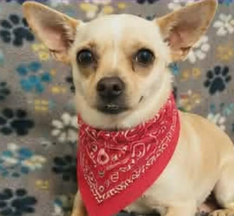 Churro thumbnail 2