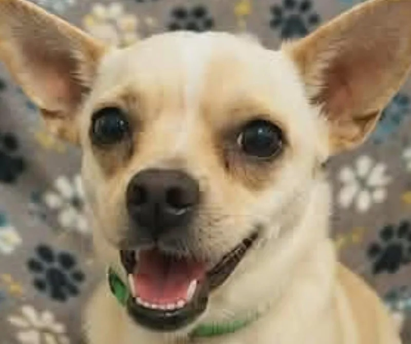 Churro thumbnail 3