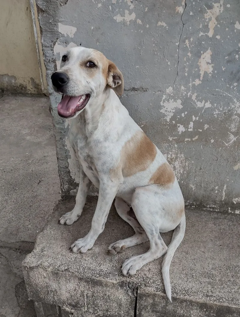 An adult large-sized male White / Cream Mixed Breed dog named Finn for adoption in Guayama, PR