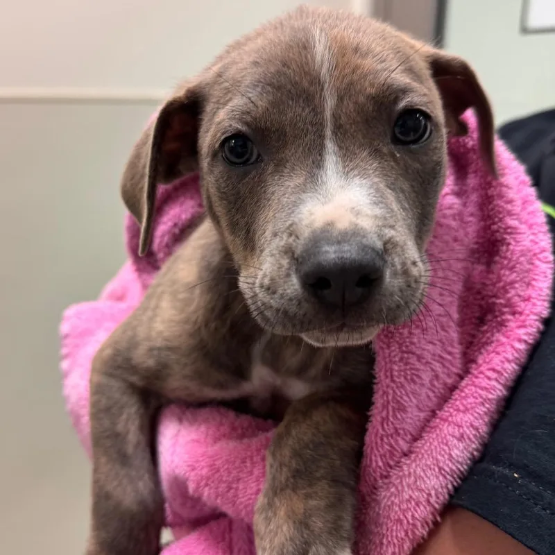 A baby small-sized male Brindle American Staffordshire Terrier dog named Corbin for adoption in Lynchburg, VA