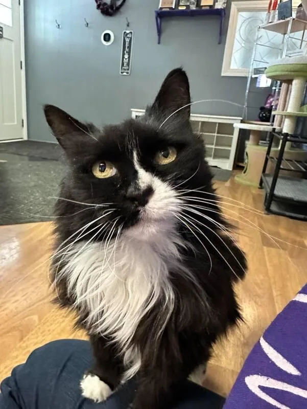 A senior medium-sized female Black & White / Tuxedo Domestic Long Hair cat named Baby Old Lady for adoption in Kalamazoo, MI