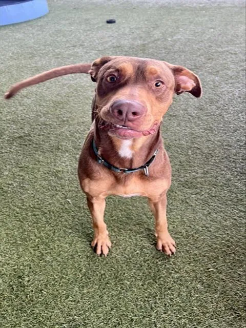 A young large-sized male Doberman Pinscher dog named Mark for adoption in Miami, FL