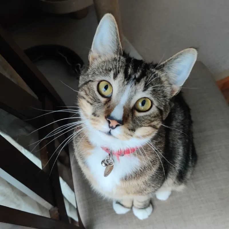 An adult small-sized male Brown / Chocolate Domestic Short Hair cat named Milo C for adoption in Princeton, MN