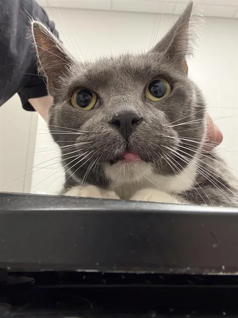 An adult medium-sized female Domestic Short Hair cat named Boots for adoption in Indianapolis, IN