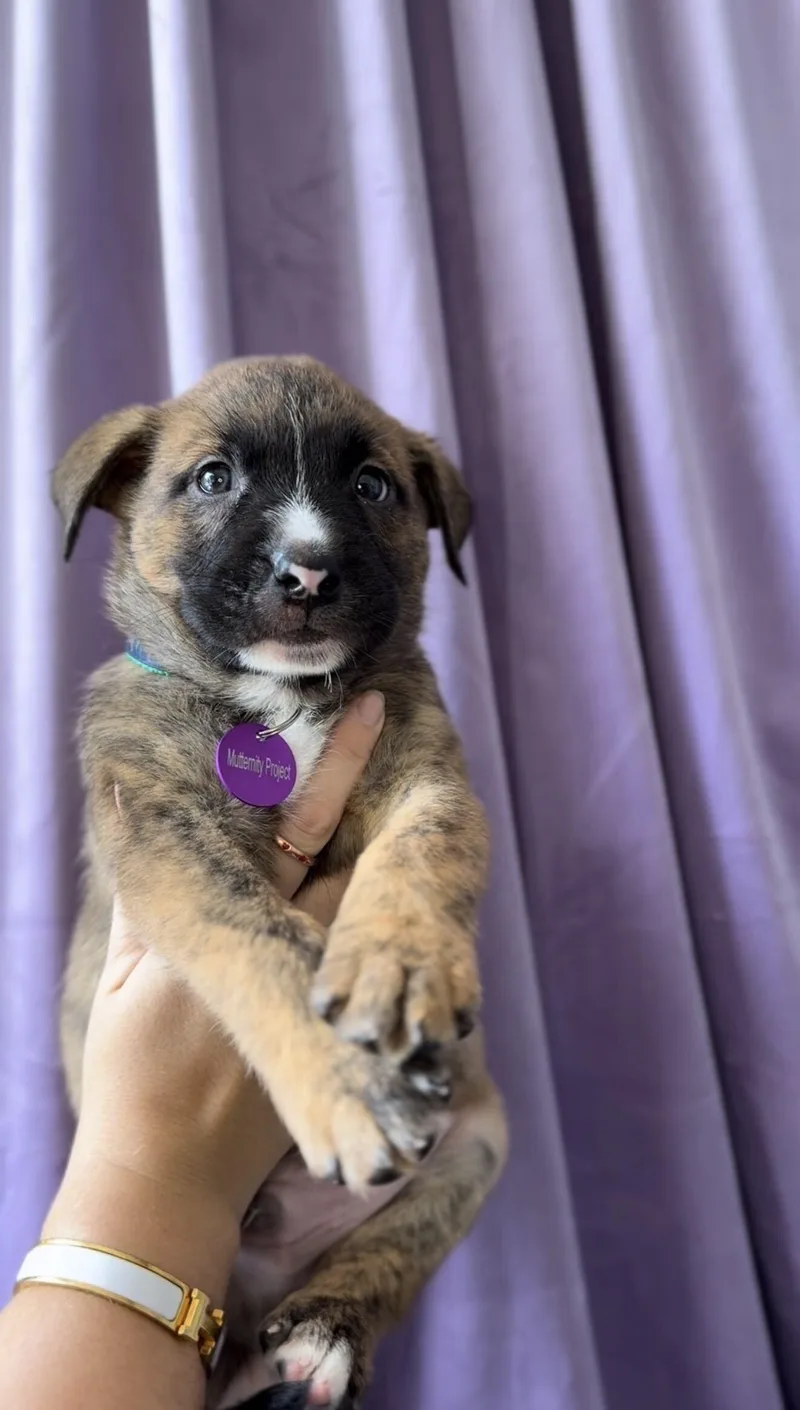 A baby medium-sized male Brindle Basenji dog named Quartz for adoption in West Hollywood, CA
