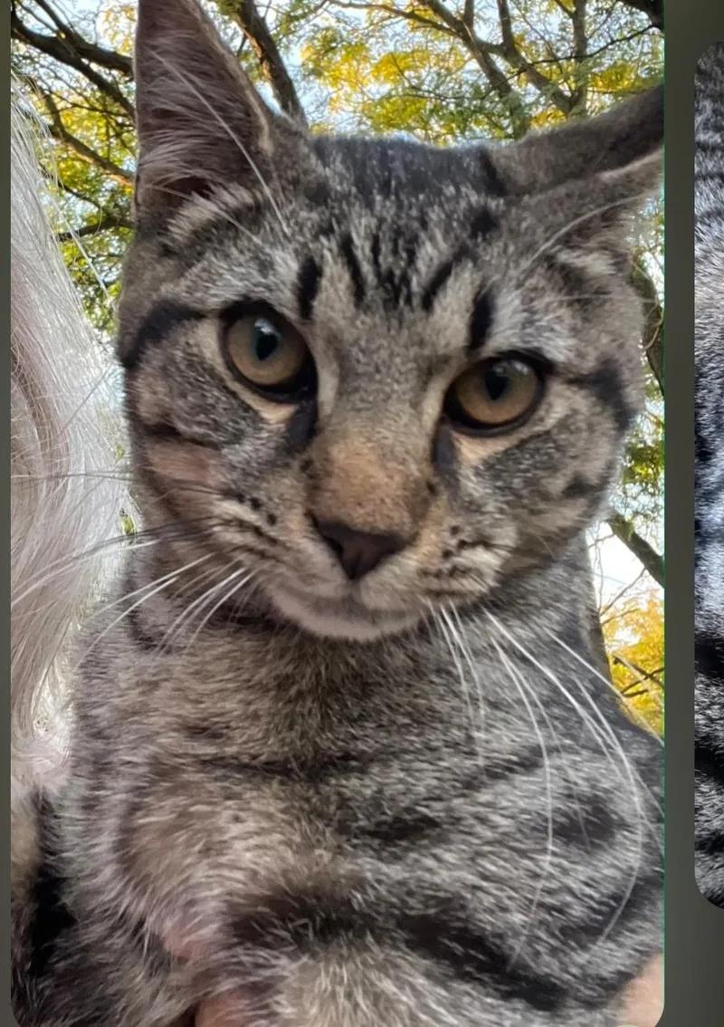 A young medium-sized male Tabby (Gray / Blue / Silver) American Shorthair cat named Willy for adoption in Ashland, OH