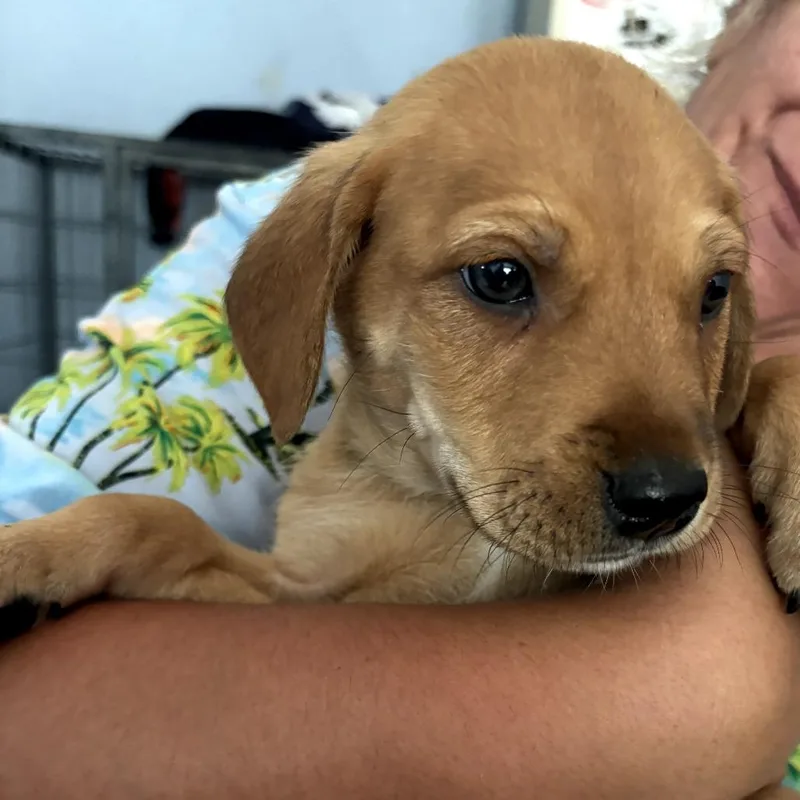 A baby small-sized male Brown / Chocolate Chihuahua dog named Mario for adoption in Floresville, TX