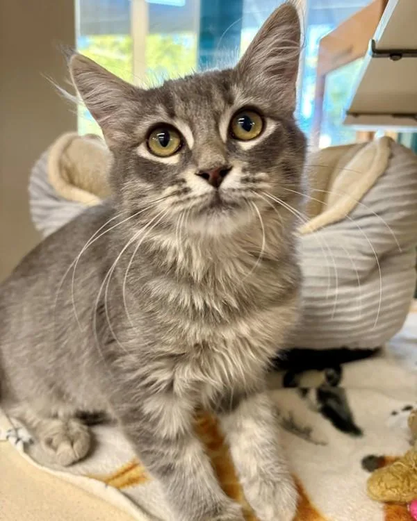 A baby small-sized female Domestic Medium Hair cat named Petal for adoption in Novato, CA