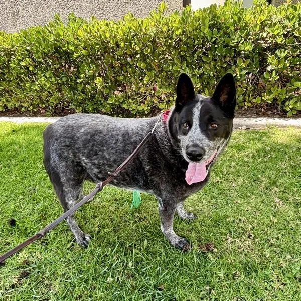 A senior large-sized male Australian Cattle Dog / Blue Heeler dog named Mick for adoption in Oceanside, CA